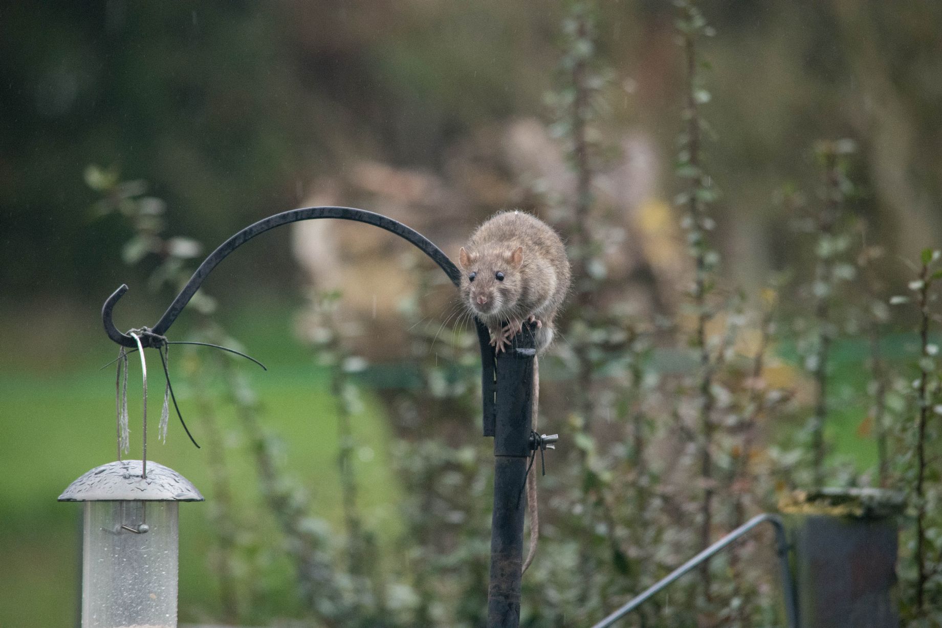 Do Bird Houses Attract Rats at Jeannine Crossley blog